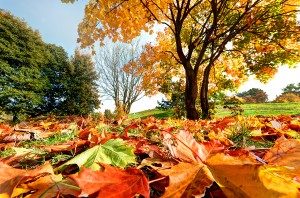 Fall in Fredericksburg